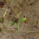 Mitracarpus hirtus Leaf