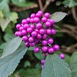 Callicarpa americana 果