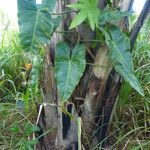 Philodendron giganteum Staniste