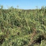 Arundo donaxHostoa