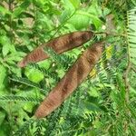 Albizia carbonaria Ffrwyth