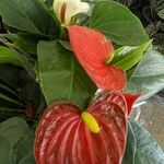 Anthurium andraeanumFlower