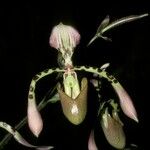 Paphiopedilum haynaldianum