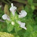 Stachys menthifolia Flor
