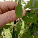 Lippia origanoides Lehti