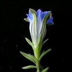 Gentiana meiantha Flower