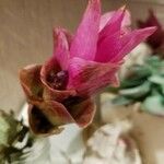 Curcuma alismatifolia Floare
