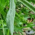 Tephroseris longifolia List