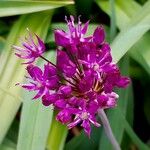 Allium giganteum 花