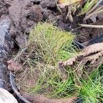 Eleocharis acicularis Hoja