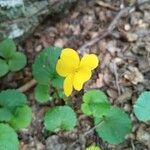 Viola sempervirens फूल