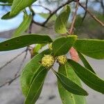 Conocarpus erectus Ffrwyth