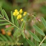 Hippocrepis multisiliquosa Muu