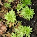 Saxifraga praetermissa Leaf