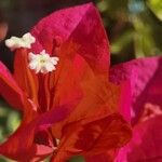 BougainvilleaFlor