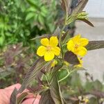 Lysimachia ciliata花