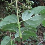 Viburnum venustum Hoja