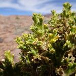 Xenophyllum pseudodigitatum Hoja