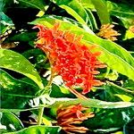 Ixora casei Flor