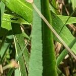 Rumex verticillatus Лист