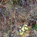 Primula vulgarisFlor