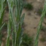 Filago pyramidata Jani