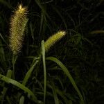 Cenchrus spinifex 花