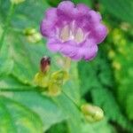 Strobilanthes attenuata Flower