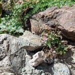 Epilobium alsinifoliumFlor