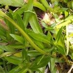 Gentiana angustifolia Levél