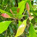 Syzygium aromaticum Lehti