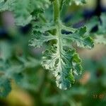 Senecio sylvaticus Inny