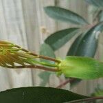 Cunonia capensis Hoja