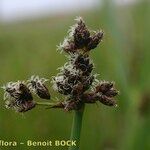 Schoenoplectus tabernaemontani Frukt