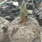 Amorphophallus konjac ᱥᱟᱠᱟᱢ