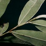 Exellodendron barbatum 叶