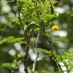 Vachellia tortuosa Vili