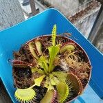 Dionaea muscipula Folla