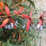 Berberis gagnepainii Vaisius