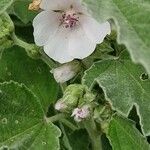 Althaea officinalis Цветок