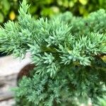 Juniperus chinensis 葉