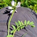 Astragalus alpinus Blatt