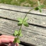 Galium broterianum Yaprak
