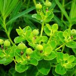 Euphorbia illirica Fruit