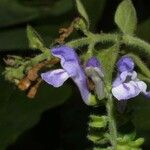 Scutellaria ovata Flower