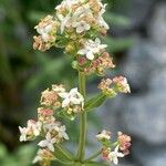 Galium boreale Flower