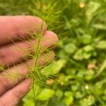 Asparagus tenuifolius List