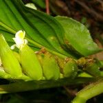 Hylaeanthe unilateralis Цвят