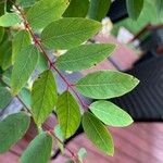 Apocynum androsaemifolium Leaf