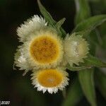 Helichrysum foetidum Bloem